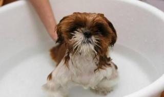 狗狗洗澡时间多久 狗多大可以洗澡